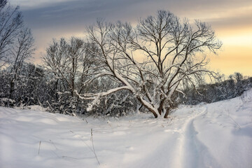 A path between trees and shrubs in the snow on a winter evening in a city park. beautiful winter landscape