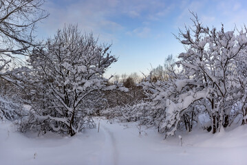 A path between trees and shrubs in the snow on a winter evening in a city park. beautiful winter landscape