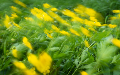 Abstract landscape with wildflowers in strong wind, motion blur
