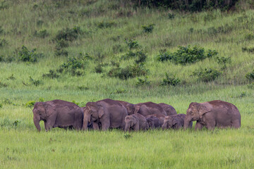 Fototapeta premium elephants in the savannah