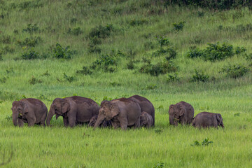 Fototapeta premium herd of elephants