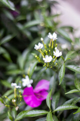 Picture of beautiful flowers 