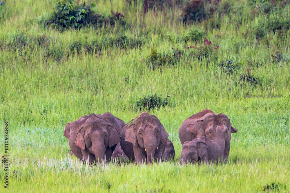 Wall mural herd of elephants