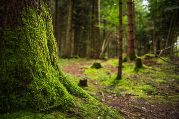 Mossy tree stump roots in a forest. Close up shot, low angle shot, shallow depth of field, no people