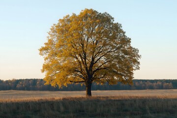 Fototapeta premium Autumn Season in a Large Field at Dawn With a Big Tree With Yellow Green Leaves on Its Branches, Landscape Photography