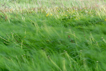 Messy landscape with blurred grass and dandelions, bending and swaying in strong wind, motion blur