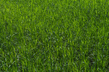 Bright rice plant leaves, natural growth