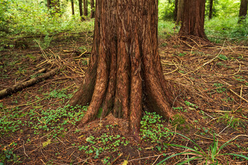 Large tree trunk stump and bark in a forest. Close up shot, low angle shot, no people