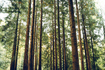 Green forest scene. Tall pine tree trunks, lush green vegetation, late summer early morning light, no people