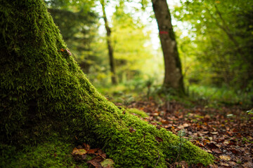 Mossy tree stump roots in a forest. Close up shot, low angle shot, shallow depth of field, no people