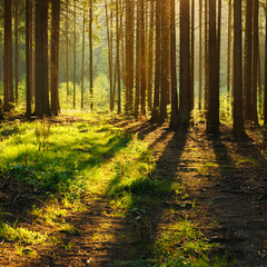 Spruce Tree Forest, Sunlight through the tree trunks casting long shadows at sunset