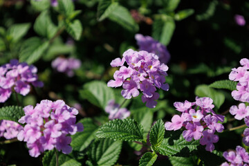 Blossom of bright of Lantana montevidensis in Canary Island. Popular landscape plant. Purple small trailing lantana in family Verbenaceae. Seasonal wallpaper for design. Woody shrub with pink flowers