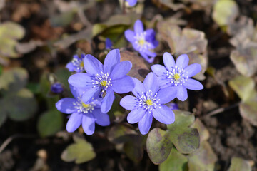 Liverwort flowers
