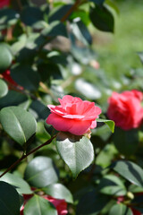 Obraz premium Camellia flower