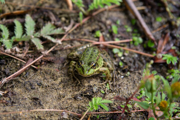 frog in the grass