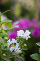 Picture of beautiful flowers 