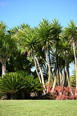 A mediterranean garden with a variety of palm trees, aloe plants and bushes