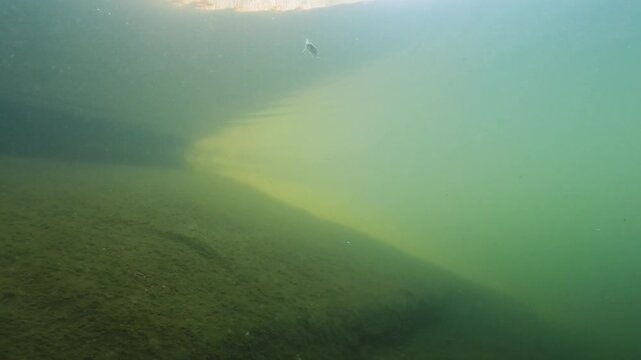 Underwater footage of Pike perch (Sander lucioperca) attacking a dead fish. It's an underwater video of Zander. Animals in nature. Pike perch swimming. Natural light. Lake habitat. Clean water.