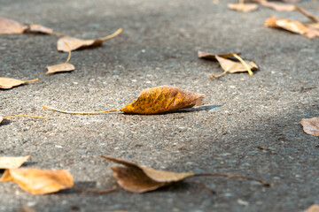 Autumn orange leaves on an asphalt macro