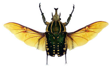 Green flower beetle Chelorrhina polyphemus displaying its striking wings on a transparent...
