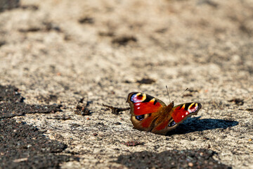 Obraz premium A beautiful peacock butterfly with lost nature due to global warming cause no further future life