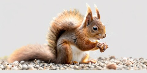 Obraz premium Red squirrel eating nuts, standing portrait, isolated on a transparent background