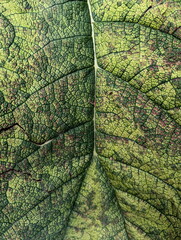 Green leaf macro texture background