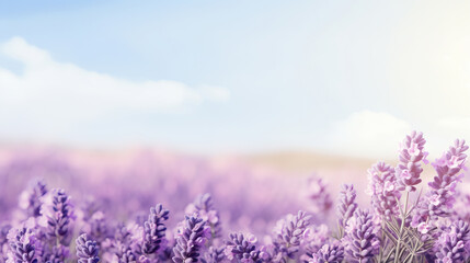 Fototapeta premium Lavender flowers background. lavender flowers in the field