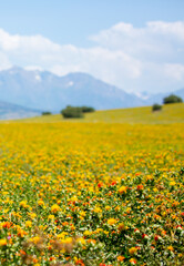 Blooming orange safflower close-up. Safflower fields against the backdrop of mountains. Industrial cultivation of safflower for oil production.