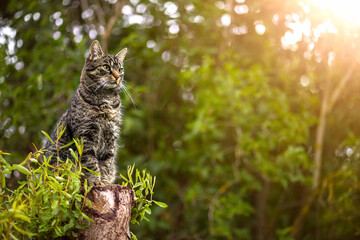 Pretty tabby cat sitting on a tree trunk and looking to the right. Outside in the sunny summer in the garden with trees