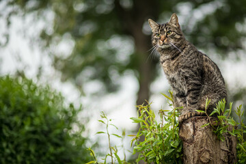 Pretty tabby cat sitting on a tree trunk and looking to the left. Outside in the in the garden with trees