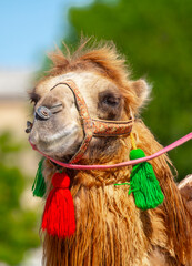 Bactrian camel on the background of historical places in Central Asia. A beautiful, elegant and harnessed camel for tourists to ride.