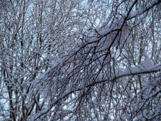 branches of trees under snow in winter