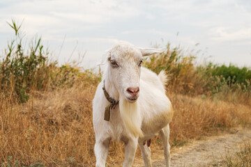 Portrait of a closeup goat on a summer, autumn background