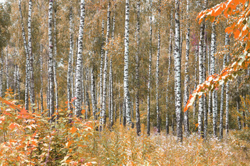 beautiful scene with birches in yellow autumn birch forest