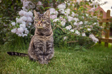 Cute tabby cat sitting on green grass in summer garden and looking curiously to the left. Outside in summer in the garden with trees and plants