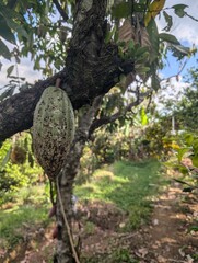 Bali, Indonesia, Rice fields, holiday, tourism
