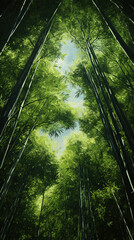 Naklejka premium bamboo forest. bamboo forest seen from below.