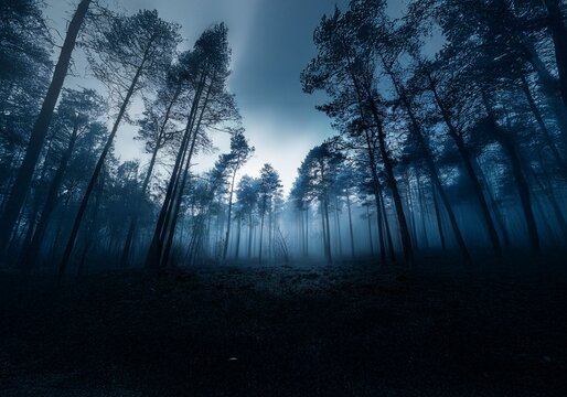 Fototapeta A dense forest shrouded in fog at dusk, with tall, slender trees reaching towards a hazy sky.