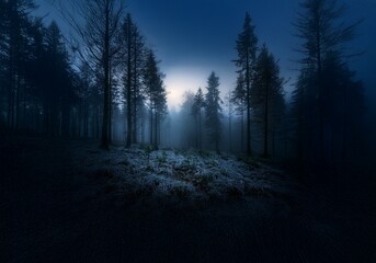 Naklejka premium A dark, mysterious forest with tall trees silhouetted against a foggy, blue sky.