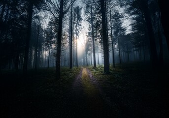 Fototapeta premium A misty forest path, a sliver of sunlight shining through the dense trees.