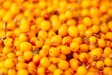 Sea buckthorn berries. Fresh ripe sea buckthorn as a background, top view. Juicy ripe yellow berries in a heap. Sea buckthorn texture close-up. Sour berry with vitamins for tea and marinades.