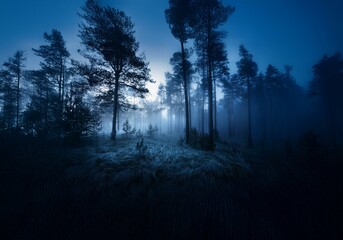 Fototapeta premium Tall trees stand tall in a dark forest, their silhouettes a stark contrast to the foggy blue sky above.