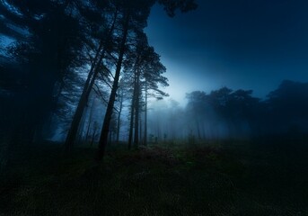 Fototapeta premium A mysterious forest shrouded in fog at twilight.