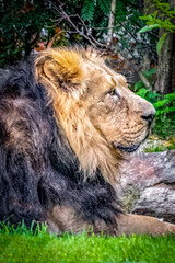 a male lion with black mane laying in the grass