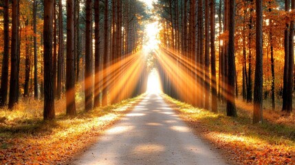 Fototapeta premium Serene Autumn Pathway Through Golden Forest Rays