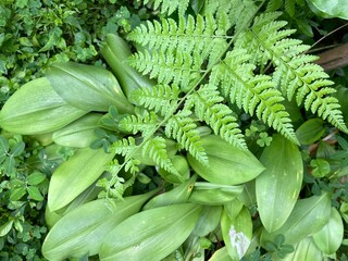 Paco Fern growing in the rainforest. © Ellevena