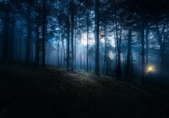 Obraz premium A misty forest with sunlight breaking through the tall trees creating beams of light on the forest floor.