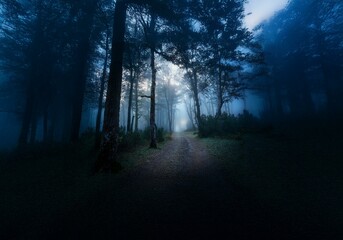 Obraz premium A misty forest path leads through thick trees, the fog creating a sense of mystery and intrigue.