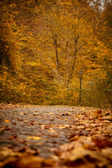 autumn forest, fallen leaves, road in autumn forest,